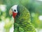 Rose-throated amazon parrot