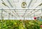 Rose tree grow in modern greenhouse under artificial growlight