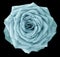 Rose turquoise flower on the black isolated background with clipping path. no shadows. Closeup.