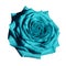 Rose Turquoise flower on white isolated background with clipping path. Closeup no shadows.