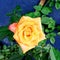 Rose is a type of flowering shrub.Its name comes from the Latin word Rosa.