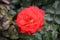 Rose type Gebruder Grimm in close-up in the public rosarium of Boskoop in the Netherland