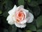 Rose type named garden of Roses in close-Up with raindrops on it from a rosarium in Boskoop the Netherlands.