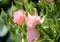 Rose type named jacky favorite in a rosarium in Boskoop the Netherlands.