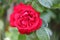 Rose type named Spinakker Amorina in close-Up from a rosarium in Boskoop the Netherlands.