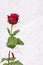 Rose for Valentine\'s day with badge in german