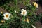 Rose variety Aicha flowering in a garden