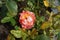 The rose variety \\\'Alfred Sisley\\\' is an orange-red to pink-red, yellowish-white striped shrub rose.