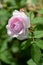 Rose variety Duchesse  d`Angouleme flowering in a garden
