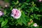 Rose variety Jacques Cartier flowering in a garden