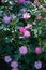 Rose variety Lavender Dream flowering in a garden
