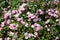 Rose variety Lavender Dream flowering in a garden