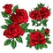 Rose vector flower Red cartoon illustration