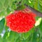 Rose of Venezuela, Scarlet Flame Bean