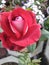 This rose is very beautiful in Indian farmer