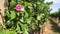 Rose in vineyard with vine trunks and ripe dark grape bunch