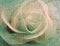 Rose vintage background