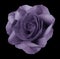 Rose violet flower on the black isolated background with clipping path. no shadows. Closeup.