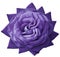 Rose violet flower on white isolated background with clipping path. no shadows. Closeup.