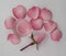 Rose  water, essential oil , with  pink flower and  petals on white background, spa and aromatherapy cosmetic concept,