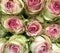 Rose, White with pink tips, Floral Bouquet, A hint of red on the tips