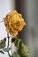 Rose withered flower with green leafs