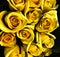 Rose, yellow, bouquet, dark brooding setting