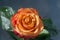 Rose â€“ a symbol of perfection, wisdom and purity