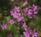 Rosea Pink Wood Sorrel Oxalis crassipes