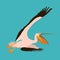 Roseate pelican vector illustration flat style profile