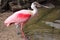 Roseate spoonbill