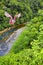 Roseate Spoonbill