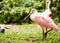 Roseate Spoonbill bird