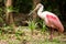 Roseate Spoonbill bird