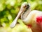 Roseate Spoonbill bird