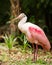 Roseate Spoonbill bird