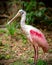 Roseate Spoonbill bird