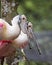 Roseate Spoonbill bird Stock Photos. Head close-up profile view. Love birds. Image. Portrait. Picture. Courtship.