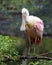 Roseate Spoonbill bird Stock Photos.  Roseate Spoonbill bird profile view bokeh background