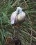 Roseate Spoonbill bird Stock Photos.  Roseate Spoonbill bird profile view. Image. Portrait. Picture. Perched on stump. Foliage