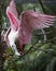 Roseate Spoonbill bird Stock Photos.  Roseate Spoonbill bird profile view. Image. Portrait. Picture. Spread wings. Perched. Blur