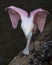 Roseate Spoonbill bird Stock Photos.  Roseate Spoonbill bird with spread wings with black contrast background. Angelic wings.