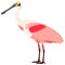 Roseate Spoonbill bird Vector illustration Isolated object