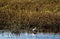 Roseate SpoonBill Bird Wading body of water at National Refuge