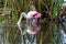 Roseate Spoonbill at Celery Fields Florida