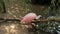 Roseate spoonbill cleaning wings near the lake.