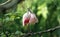 Roseate Spoonbill in Corkscrew Sanctuary Florida