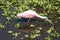 A Roseate Spoonbill at Corkscrew swamp Florida