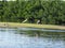 Roseate Spoonbill Ding Darling Wildlife Refuge Sanibel Florida