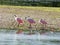 Roseate Spoonbill Ding Darling Wildlife Refuge Sanibel Florida